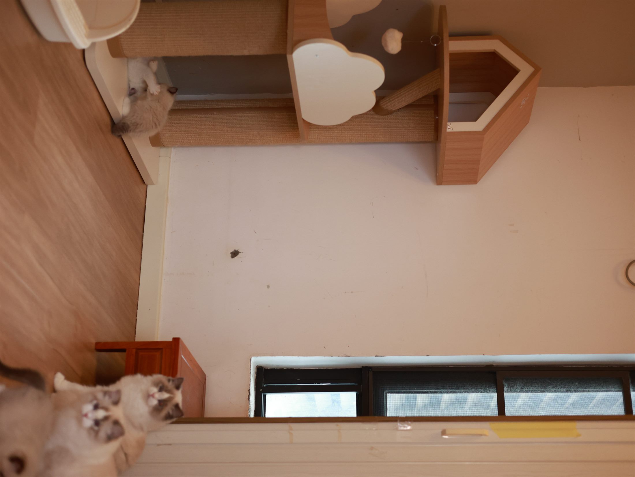 Orange Angels Ragdolls cattery interior